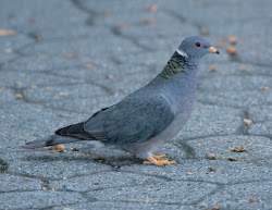 birds california trip flying bird tailed band invasive