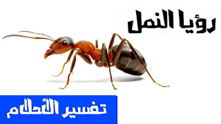 تفسير حلم القمل , تفسير رؤية النمل في المنام تفسير حلم القمل , تفسير رؤية النمل في المنام