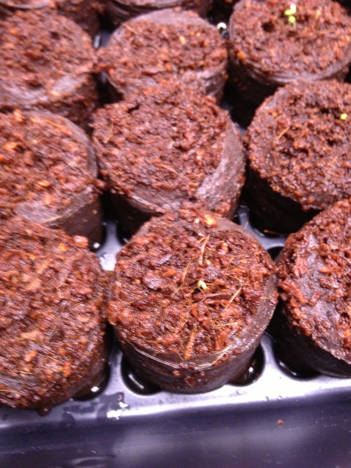 Life of a working mom Gardening 18 Weeks Before My Last Frost Plant