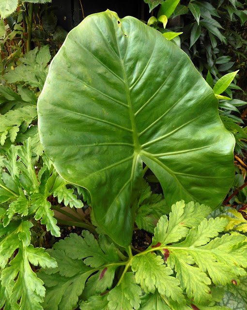 Gardening With Grace These Are a Few of My Favorite Things