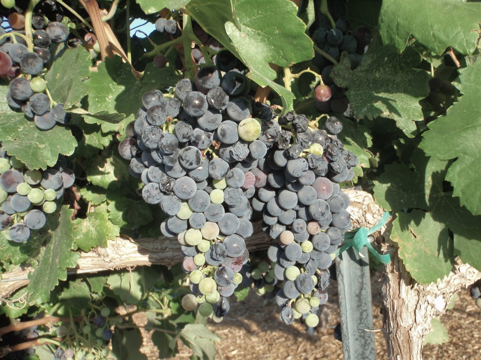 Xtremehorticulture of the Desert Grapes to Grow in the Desert