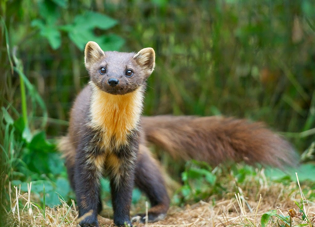 Matt's Photos Pine Martens