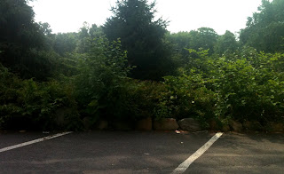 maplefield3 theridgewoodblog