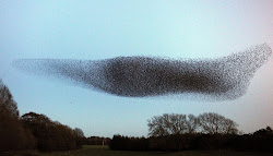 murmuration starlings swarm birds formation flying bees flock fly starling bird murmur murmurations why sky gretna migrating millions