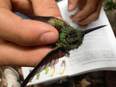 hummingbird Nicaragua