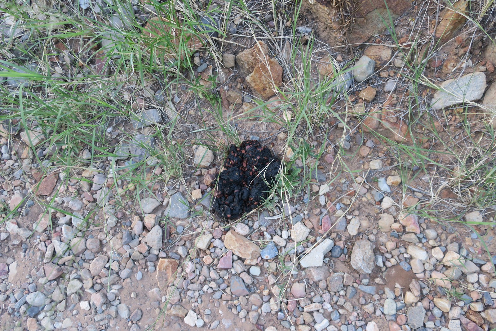 Living Rootless Big Bend National Park Poop and Circumstance
