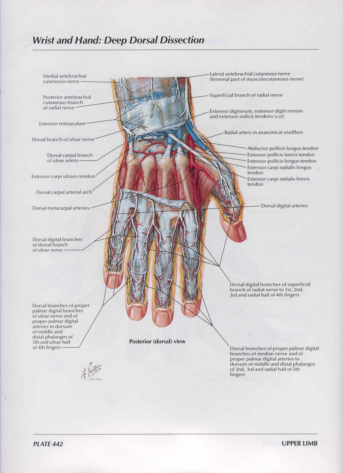 кожа тыла кисти