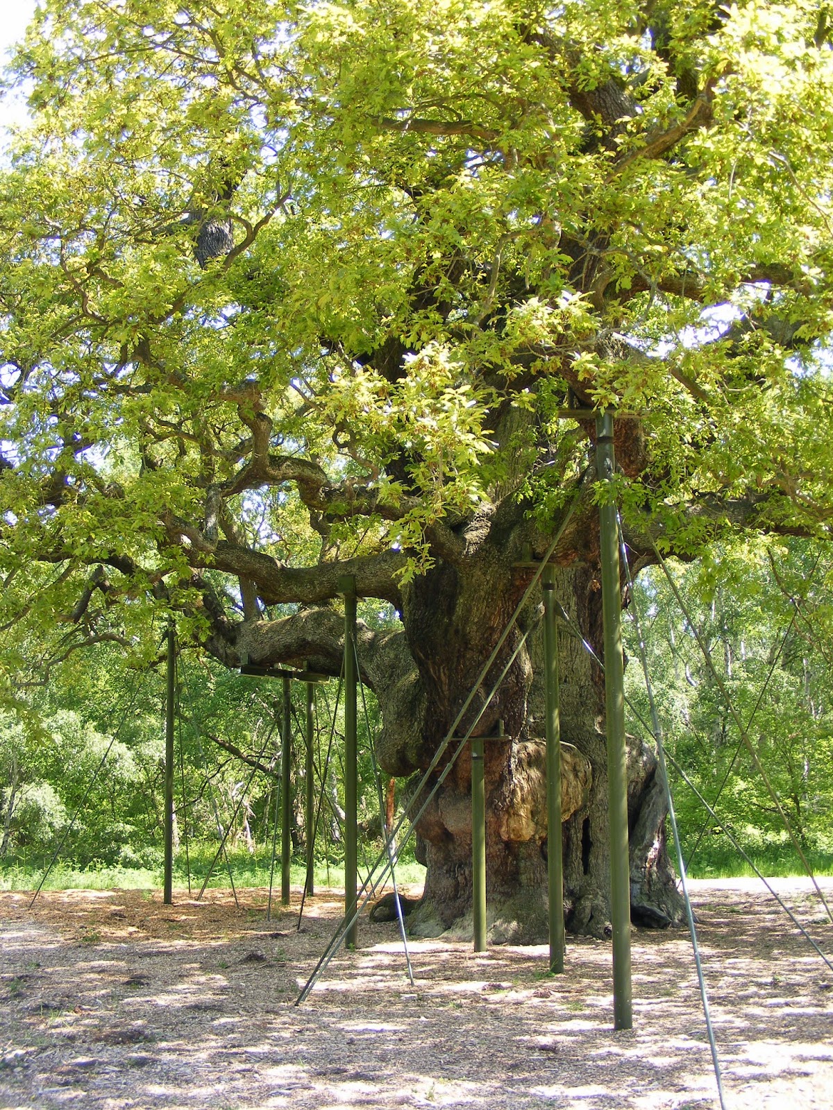 The Greenman: Great Trees of England: #3 Major Oak