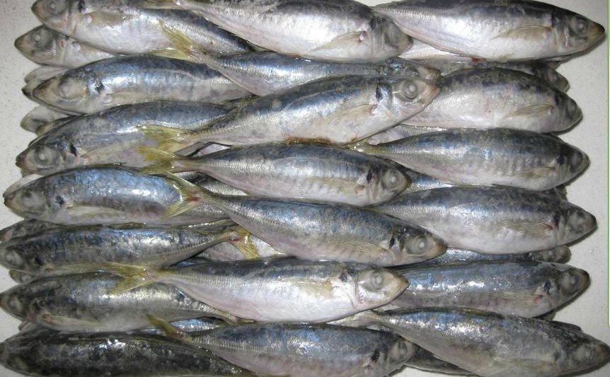 Get Cheaper Price of Horse Mackerel with These Tips Horse Mackerel
