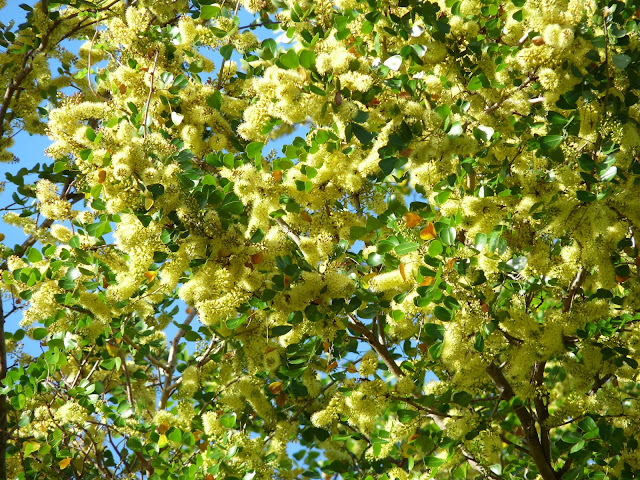 fleurs de campêche