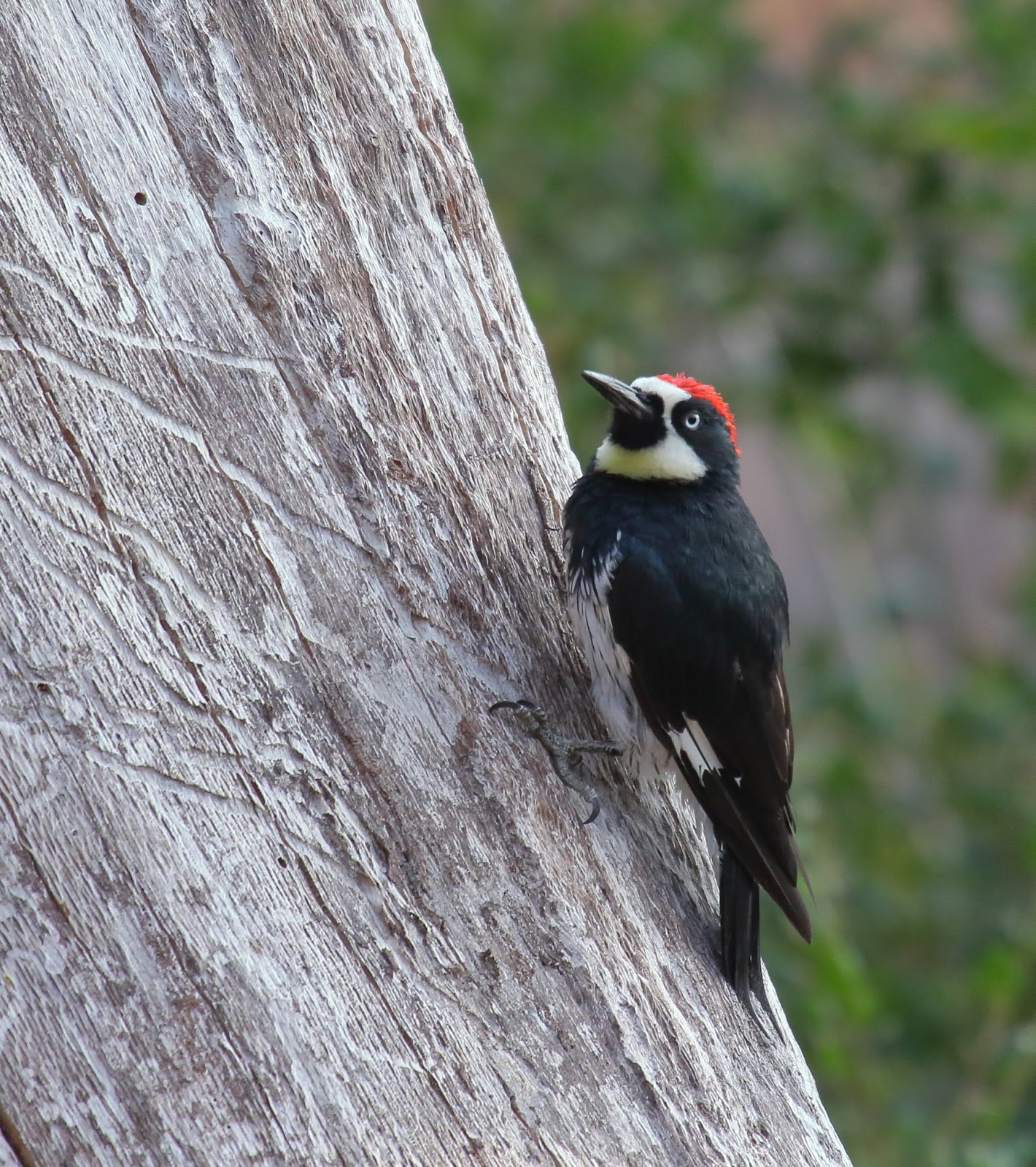 Acorn Woodpeckers at Blue Sky Ecological Reserve - Greg in San Diego