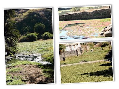 "Water hyacinth choking the mainstream Mount Abu. Collage"
