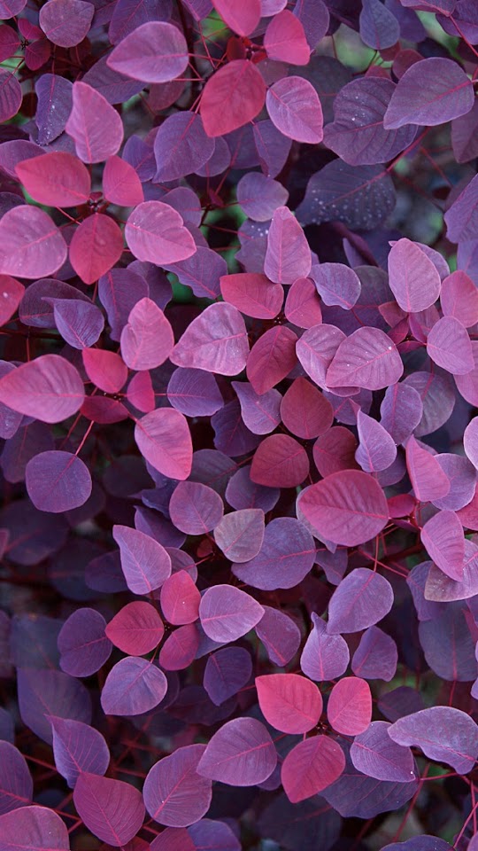 Violet Leafs  Android Best Wallpaper