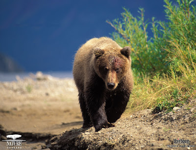 Grizzly Bears Wallpapers