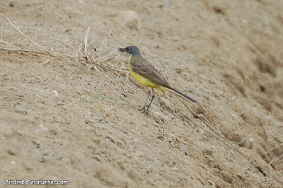 Cuereta groga (Motacilla flava)