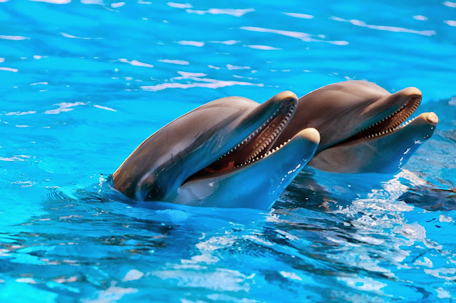 Foto met twee dolfijnen