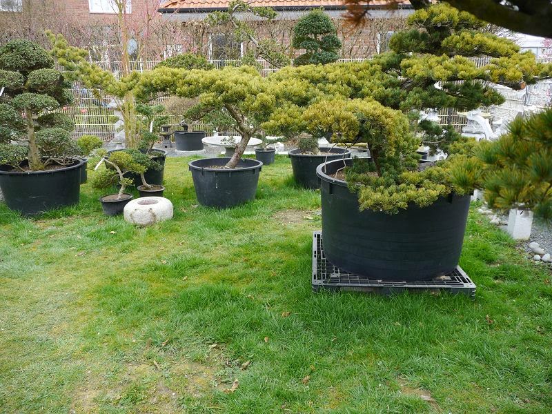 Bonsai das schönste Hobby der Welt BONSAI AUSSTELLUNG IN ASCHEBERG