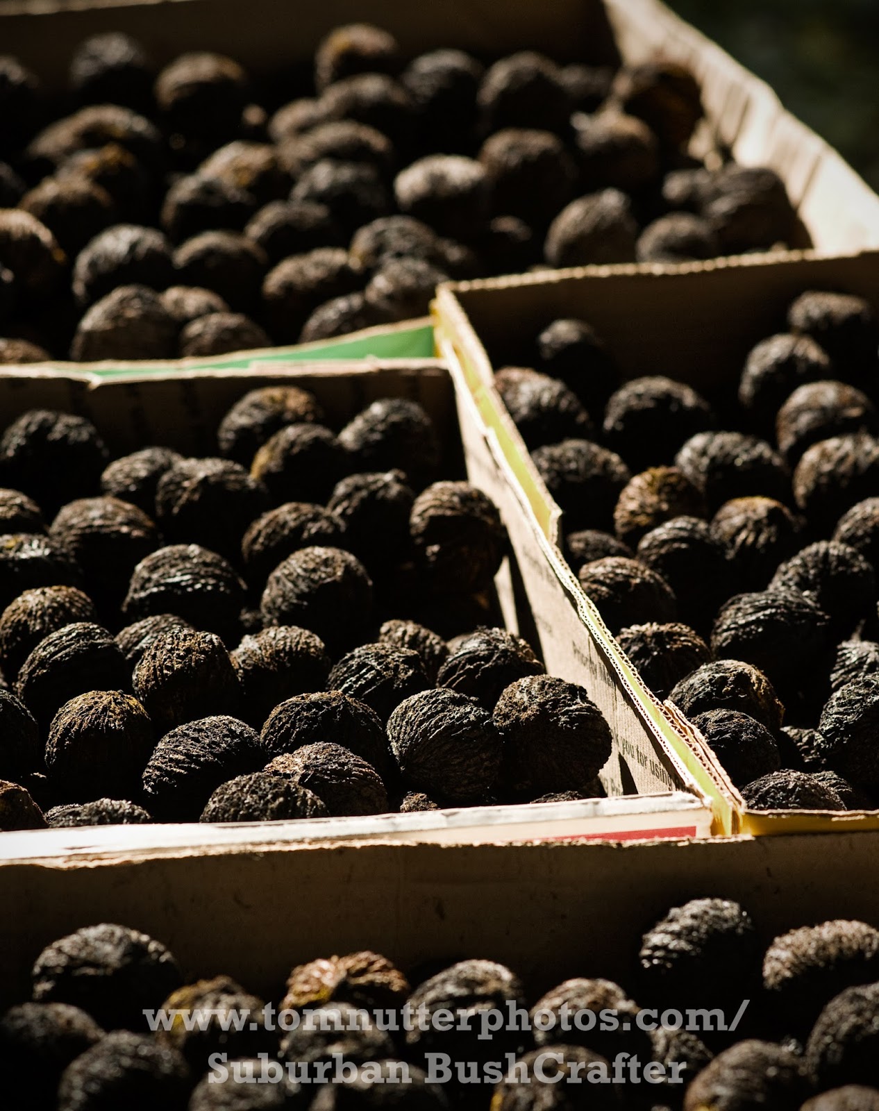 Suburban BushCrafter Fall Harvest Black Walnuts in the Front Yard