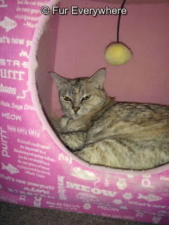 Jewel lays in her pink kitty cube, one of her favorite spots to hang out.