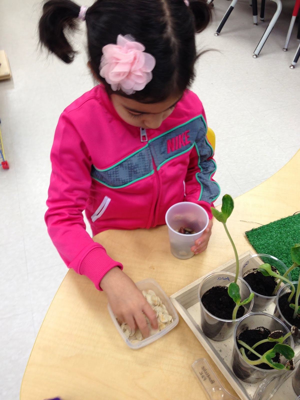 Wonderfull Inquiry Can Plants Grow in Rocks?
