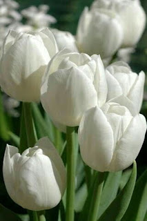 tulipanes-de-color-blanco
