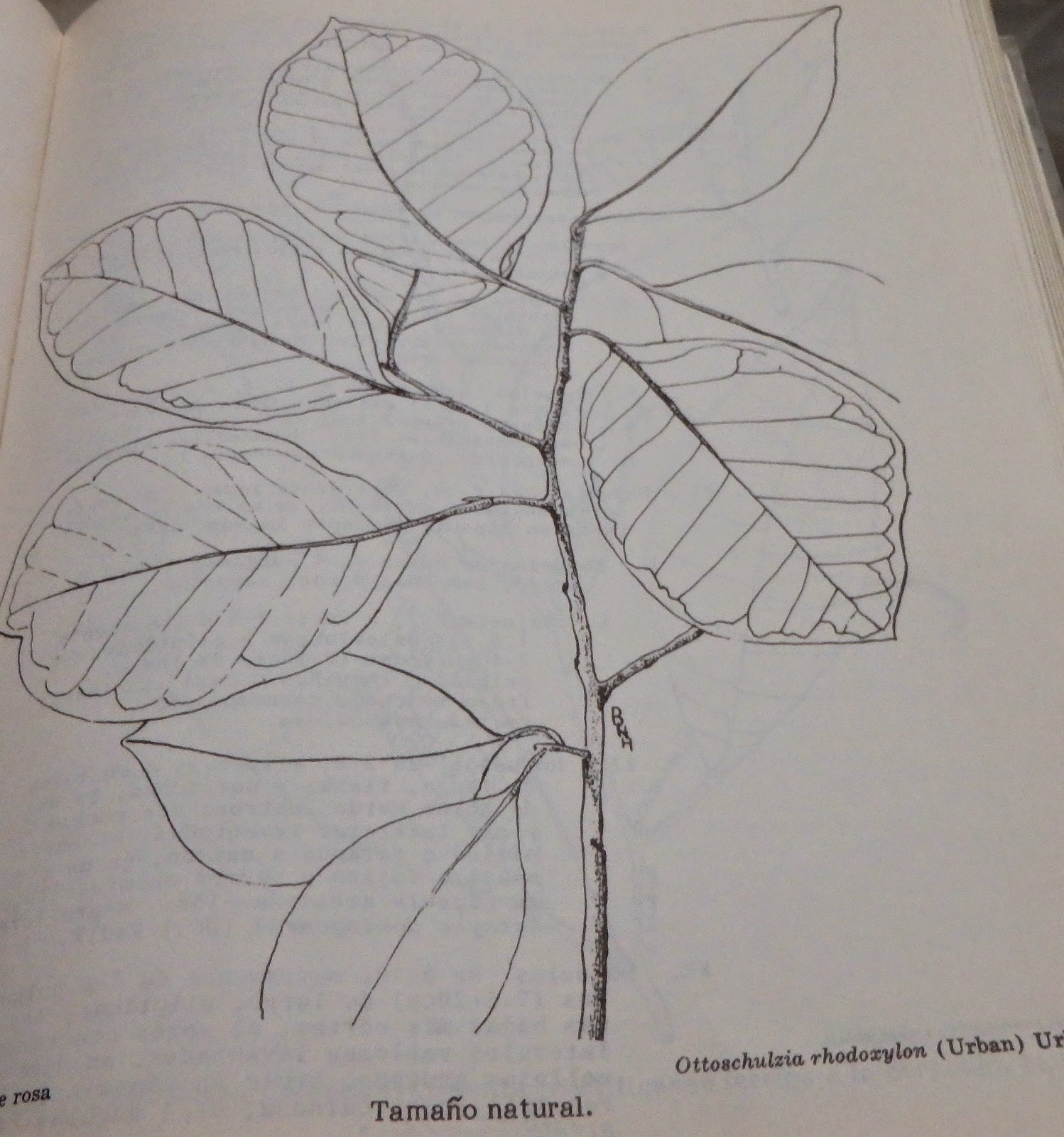 Flora de Puerto Rico Ilustrada Papo Vives: ICACINACEAE OTTOSCHULTZIA ...