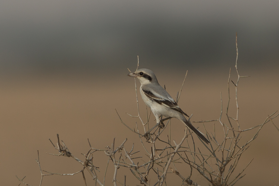 Mauryan Grey Shrike