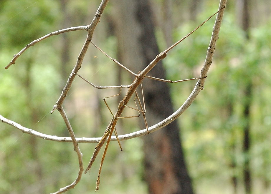 stick-insect.jpg