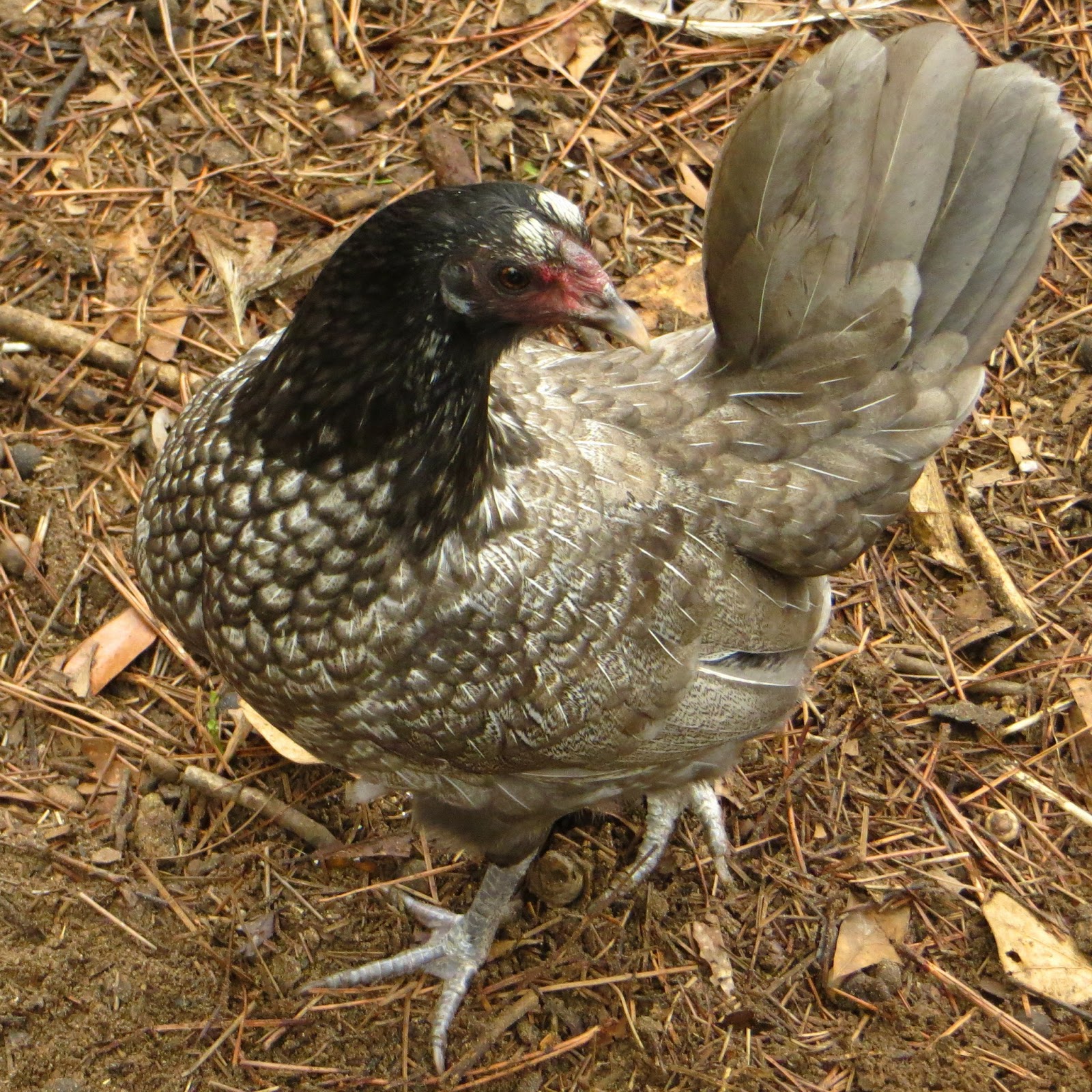 Feather Feet & Vulture Hocks Our Current Hens
