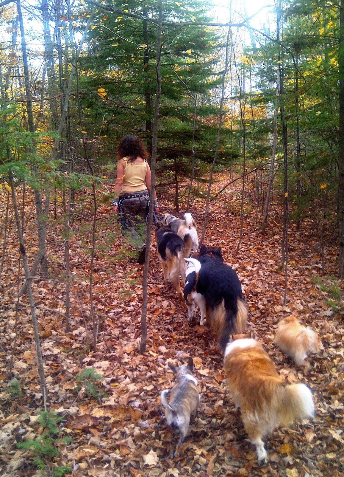 Ottawa Valley Dog Whisperer HERBS AND SPICES FOR YOUR DOG'S HEALTH