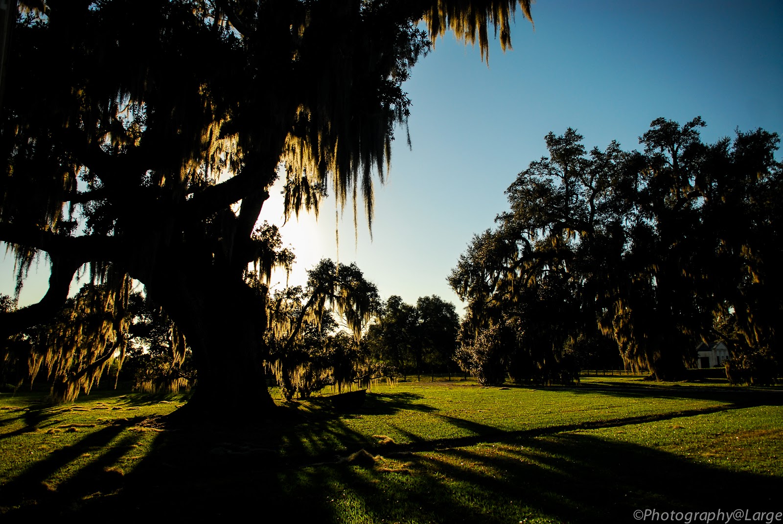 PhotographyLarge Evergreen Plantation, Edgard, La.