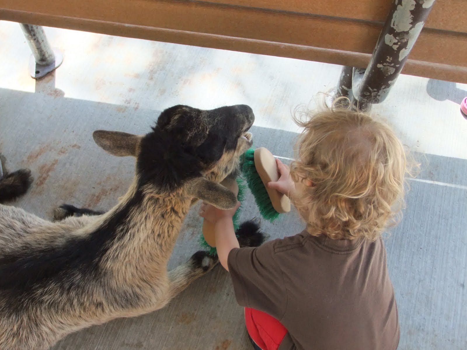 My Bologna Plus 3 Zoo Season