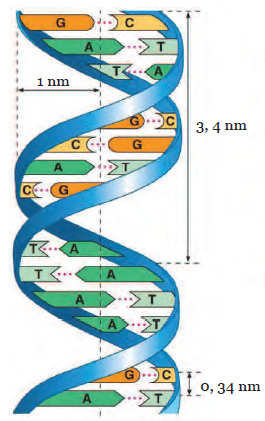 Persamaan Dan Perbedaan Dna Dengan Rna - DNA Informasi