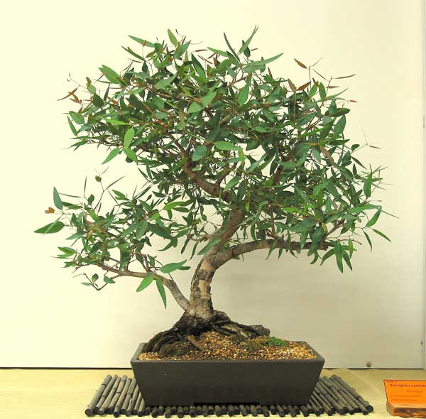 Bonsai Total Eucalyptus globulus (eucalipto)