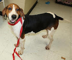 10/17/11 Matilda URGENT in Cottageville WV See Her VIDEO