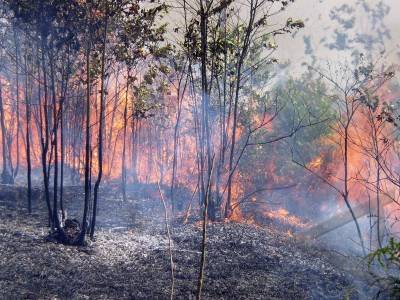 Kebakaran Hutan Lindung di Tejakula Kembali Terjadi 