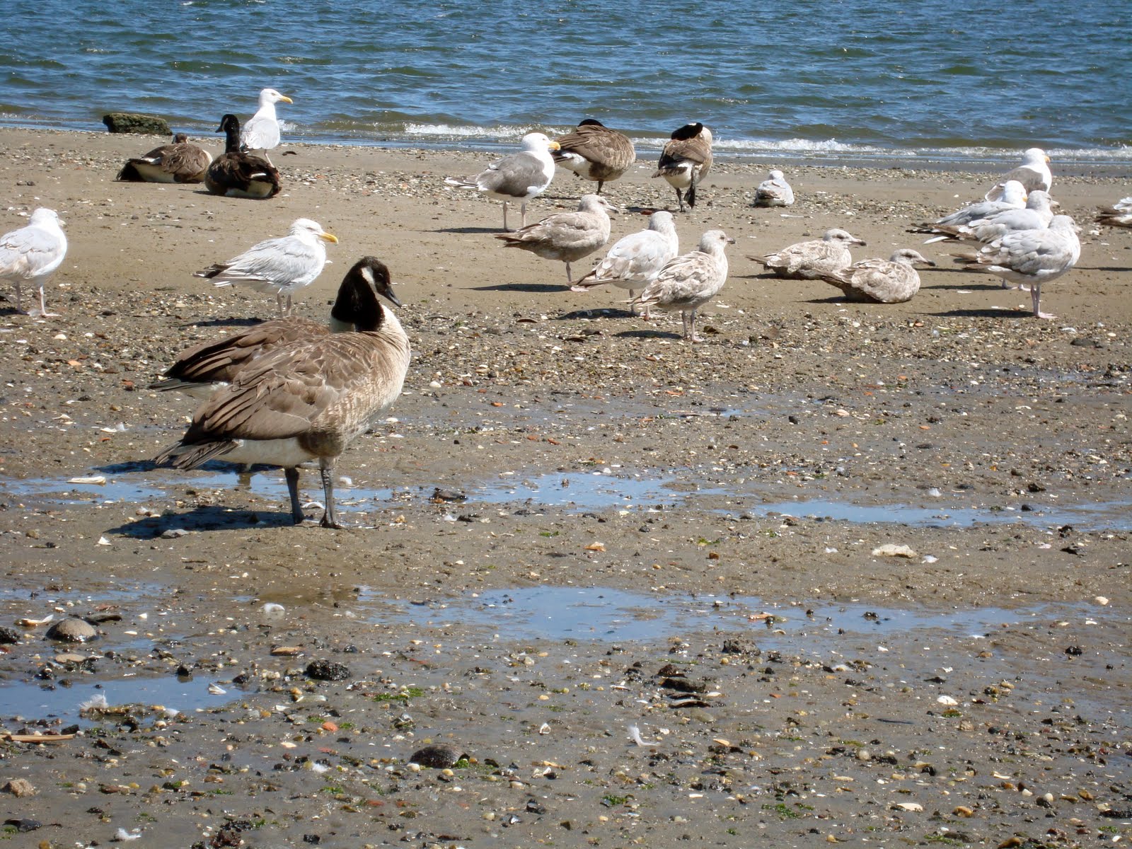 Nature of New York Jamaica Bay Wildlife Refuge Field Trip