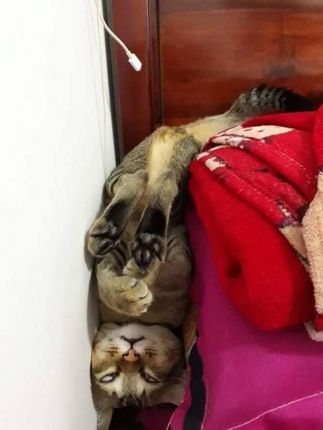 Funny cats - part 321, adorable cat picture, funny cat