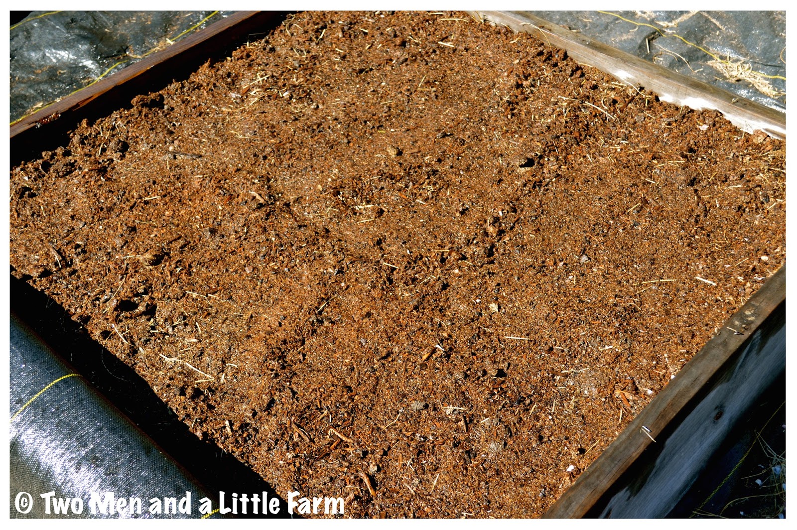 Two Men and a Little Farm GARLIC IN 4X4 RAISED BED