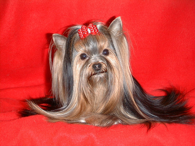 Dog Grooming Captain Street Coleraine Dog Grooming Captain Street Coleraine