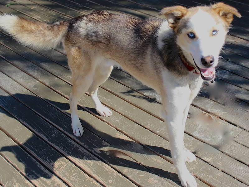 Fire Litter is 3 years old! - SP Kennel