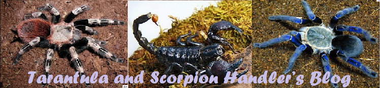 Tarantula and Scorpion Handler’s Blog