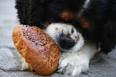 alt="perro comiendo pan"