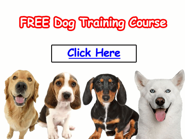 Free Dog Training!