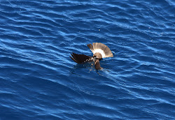 bats underwater birds antarctica southern ocean mostly rarely petrel scraps wilson storm flying pick stay still than