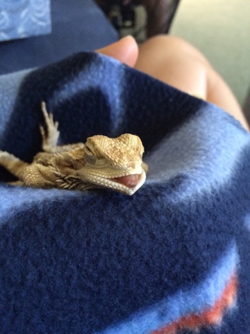 bearded-dragon-metabolic-bone-disease.jpg bearded-dragon-metabolic-bone-disease.jpg
