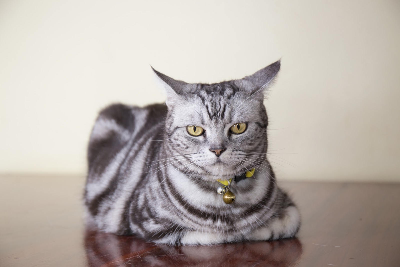 Mengenal Karakter Kucing American Shorthair Ash