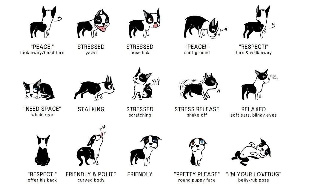домашние питомцы (первая энциклопедия) росмэн. как понять собаку. собачий язык мова. язык жестов собак. знаки общения собак.