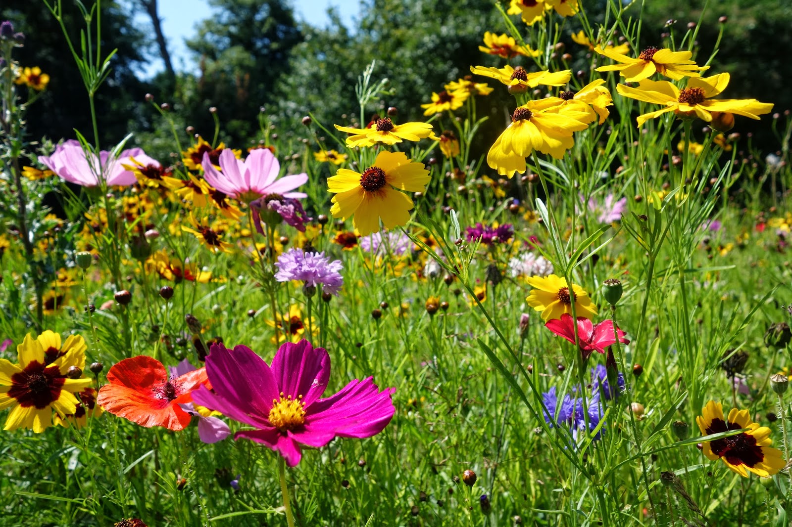 Urban Pollinators: What plants are flowering in our annual meadows?