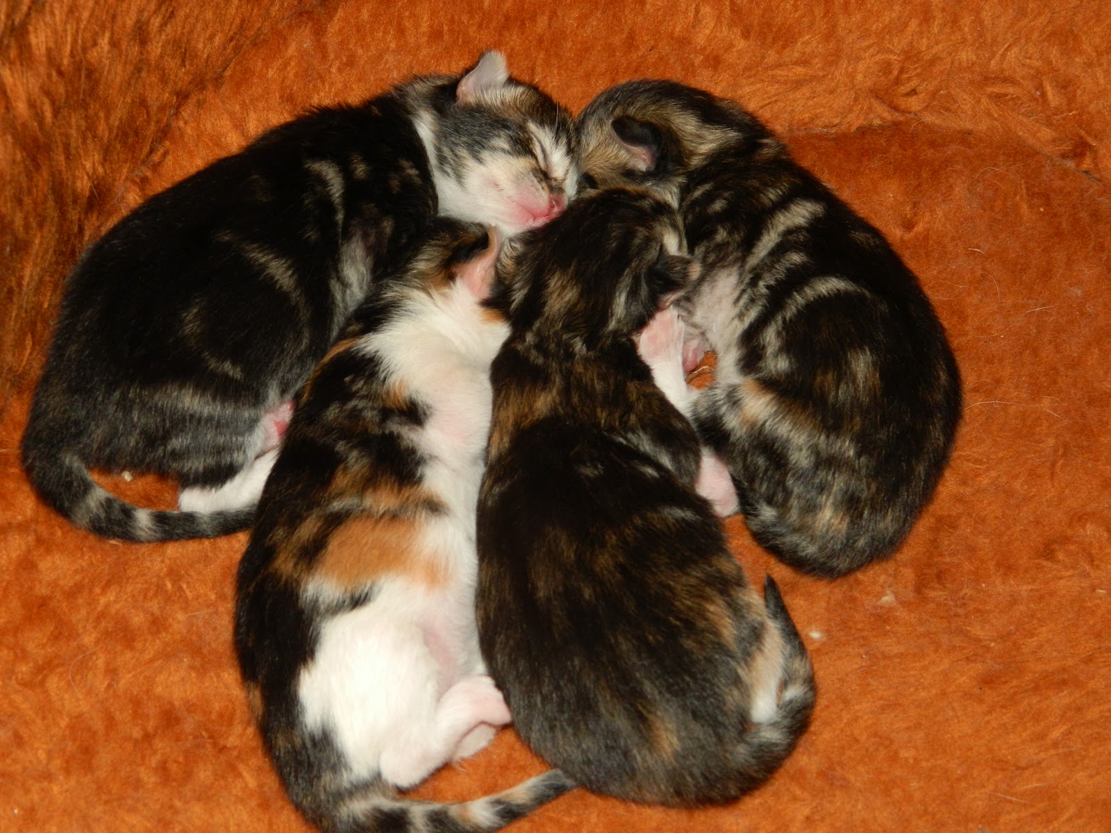 Vaidurya Norwegian Forest Cats Norwegian Forest Cats The first